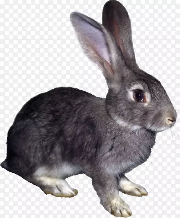 兔子剪贴画-兔子
