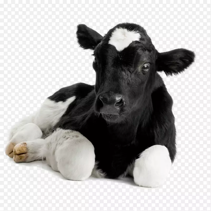 牛犊-赫里福德牛，羊，家畜，畜牧摄影.绵羊
