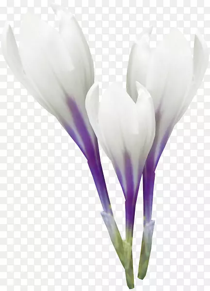花瓣植物白