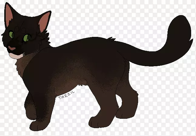 古拉特哈瓦那棕色黑猫胡须小猫可可脂