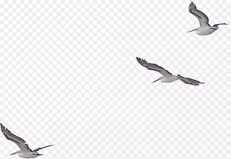 欧洲鲱鱼鸥鸟剪贴画