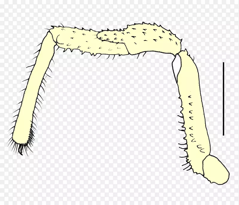 蜗杆线角颚夹艺术-Ana
