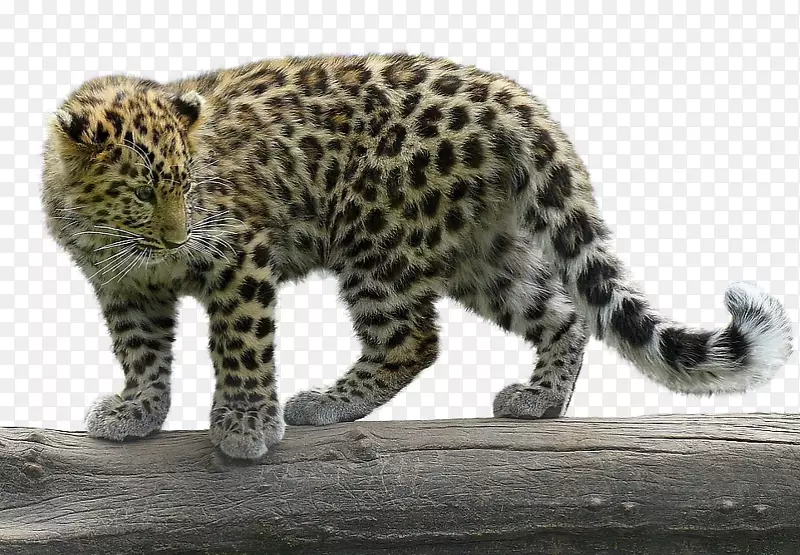 雪豹猎豹美洲豹纸豹