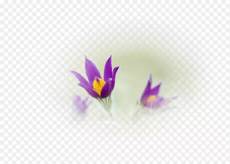 Crocus紫罗兰桌面壁纸近距离电脑-番红花
