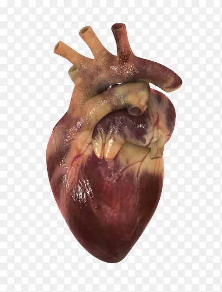 人体心脏循环系统三维计算机图形可视化-心脏
