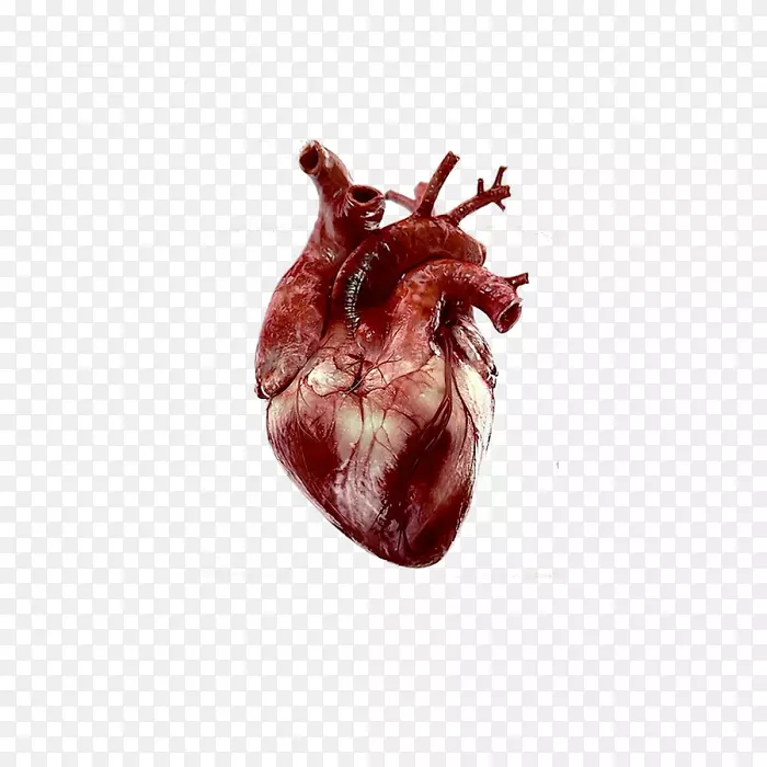 心脏解剖人体萎缩症-心脏