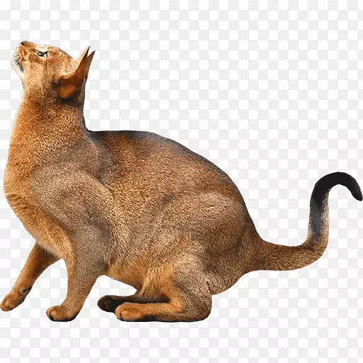 阿比西尼亚暹罗猫索马里猫西伯利亚猫小猫