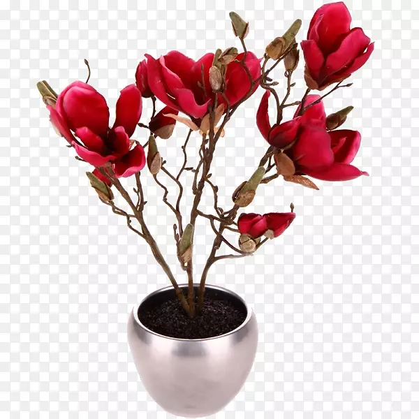 木兰花盆植物-花
