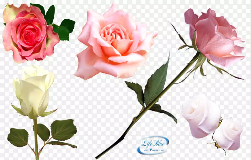 花园玫瑰，甘蓝，玫瑰，切花，花卉