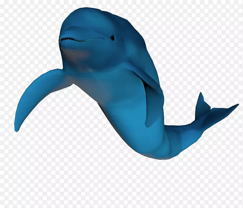 普通宽吻海豚图库溪钴蓝海洋生物-海豚展