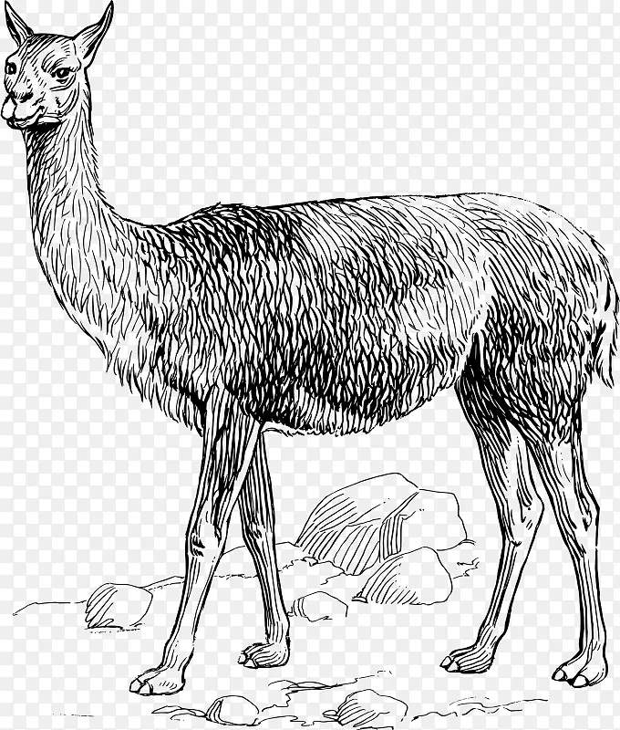 美洲驼羊驼剪贴画-动物标志