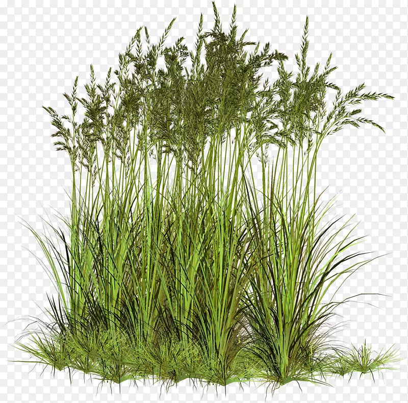 黑麦草、甜草、香根草、草本植物-植物