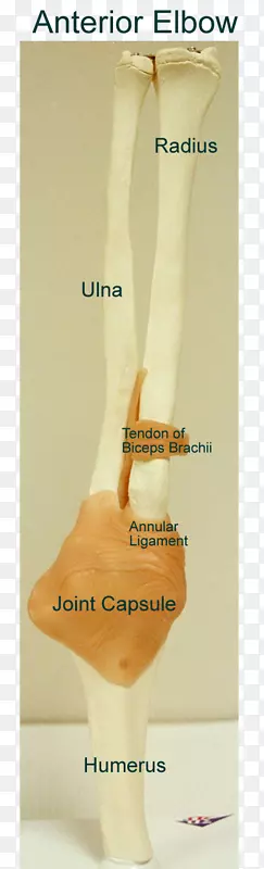 滑膜关节肘关节解剖韧带-骨骼模型