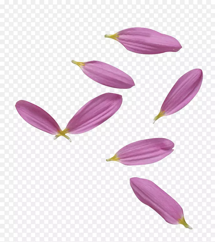 花瓣紫色剪贴画-紫色