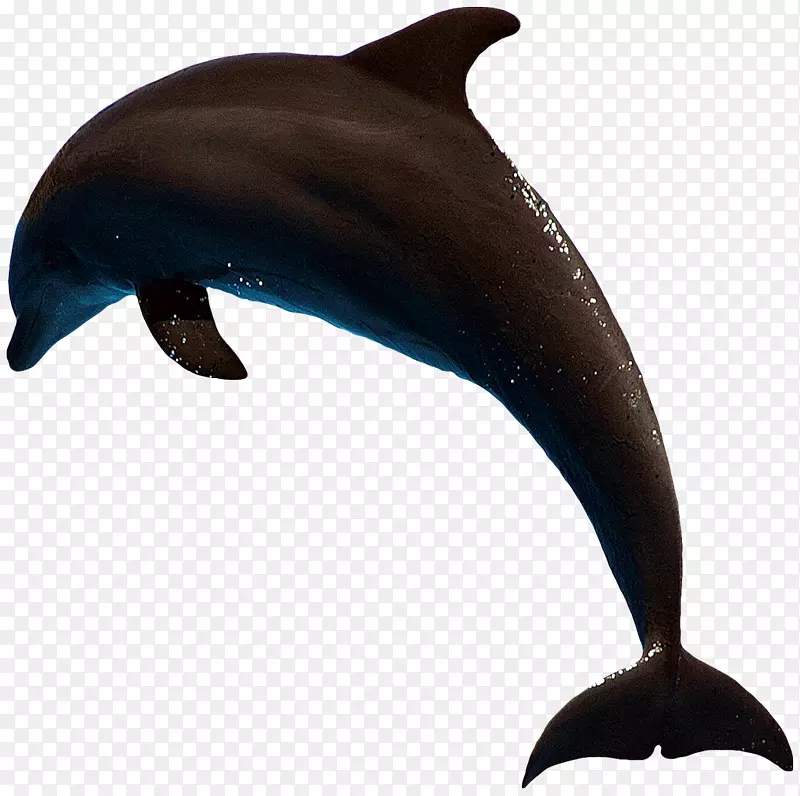 普通宽吻海豚粗齿海豚图库溪短喙普通海豚全口海豚