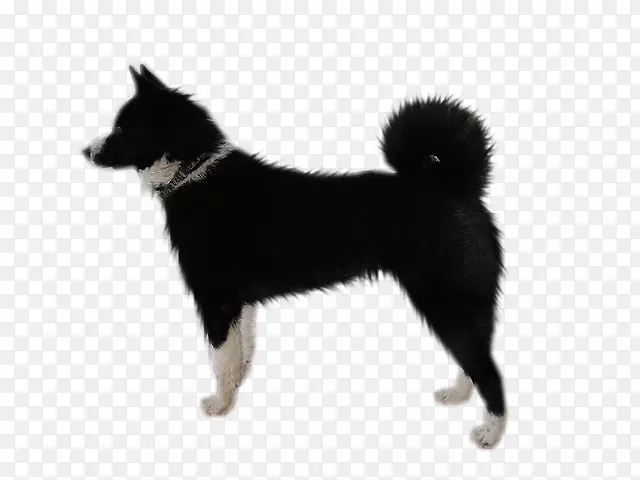 狗繁殖东西伯利亚拉伊卡挪威布洪德西伯利亚拉伊卡拉索-欧洲莱卡-小狗