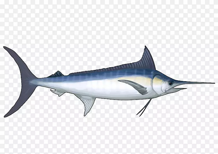 箭鱼，鳞状鲨鱼，安魂利鲨，海洋生物，海洋-蓝马林鱼