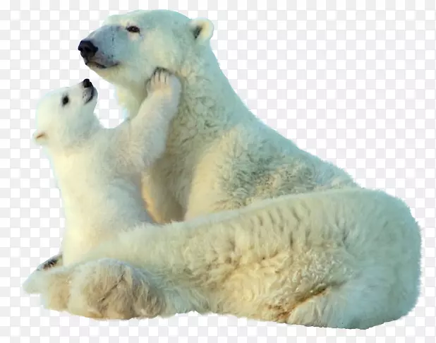 北极熊宝宝大熊猫动物剪贴画-北极熊