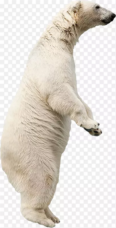 北极熊狗繁育白熊