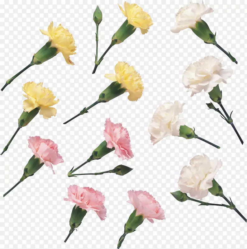 花卉设计切花花瓣花