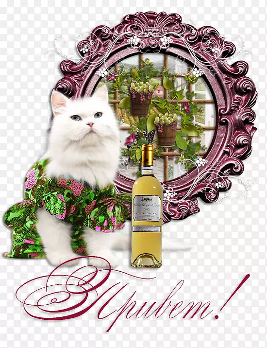 小胡须小猫圣诞装饰花卉设计-小猫