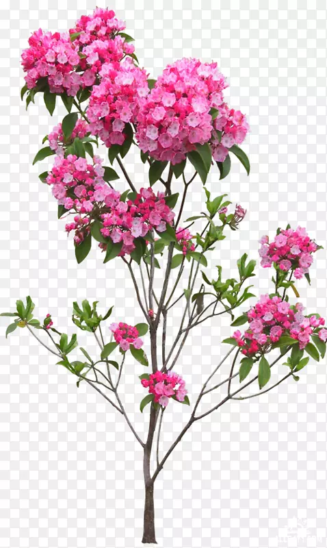花盆树-花