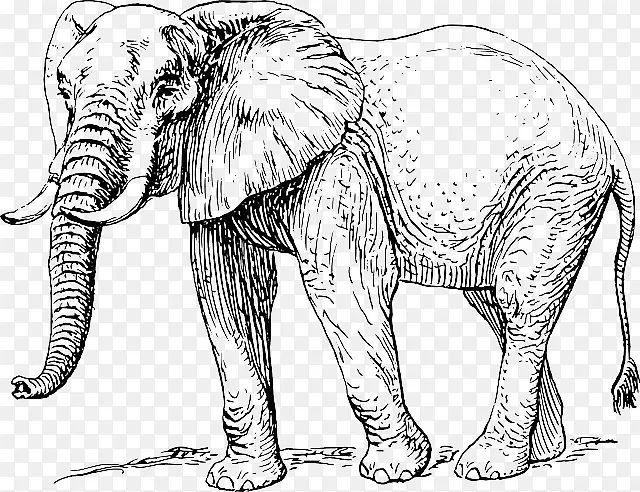 亚洲象非洲象画夹艺术-象鼻