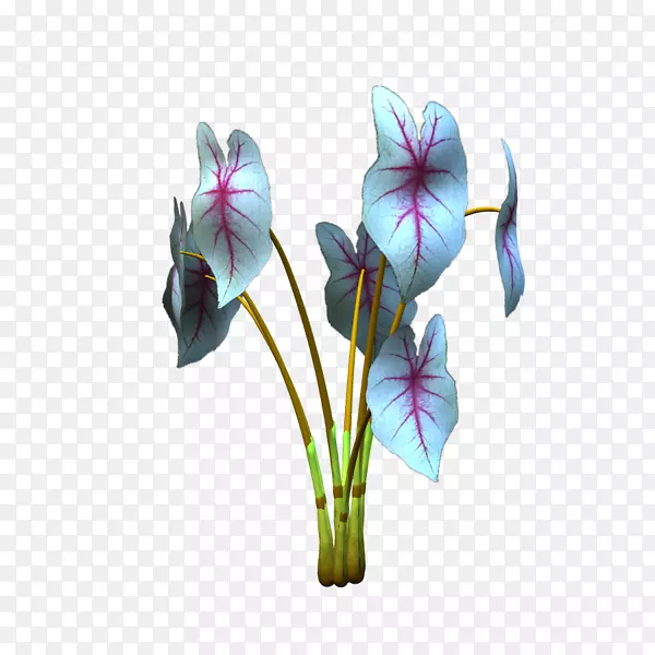 紫罗兰切花植物茎紫罗兰