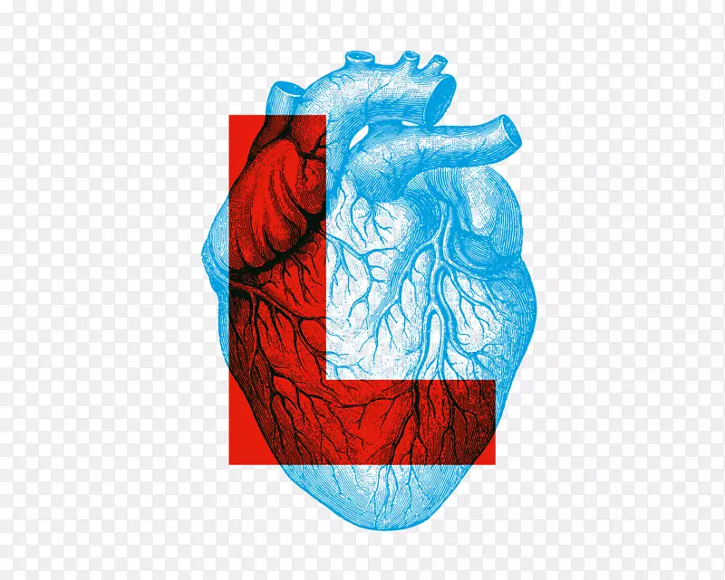 人体解剖生理学心脏-心脏