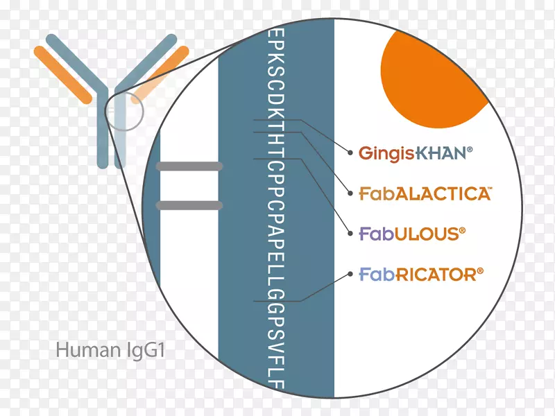 免疫球蛋白g合并抗体免疫球蛋白e蛋白酶半胱氨酸蛋白酶