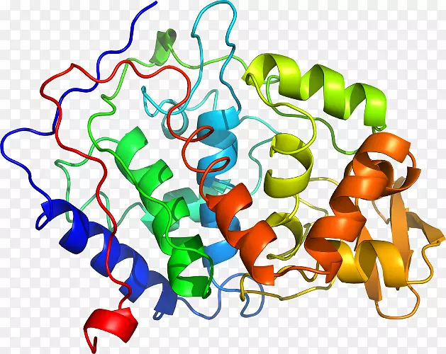 slc3a2蛋白溶质载体家族slc7a11-过氧化物酶