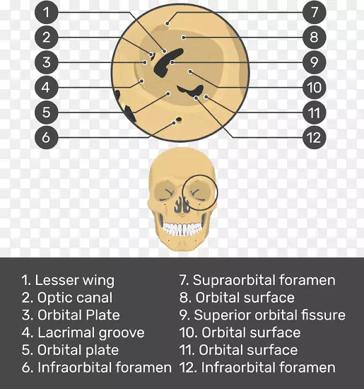 颅骨，面部，骨骼，眶，上颌骨-颅骨