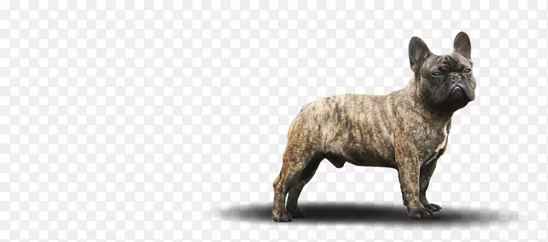 法国斗牛犬培育非体育团体(犬)-斗牛犬法兰西