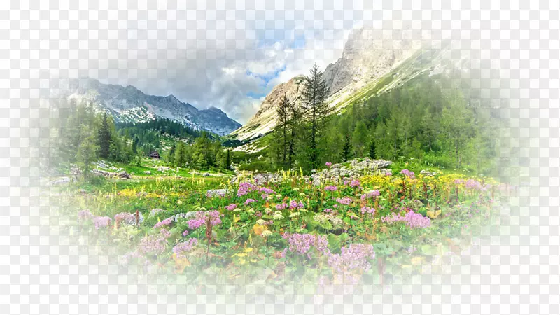 桌面壁纸自然故事哈萨克斯坦花卉Yandex