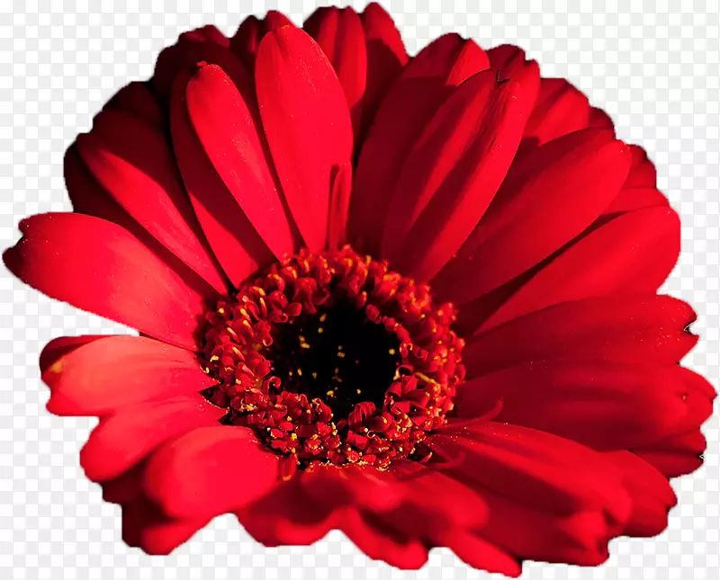 特兰士瓦雏菊桌面壁纸桌面比喻切花