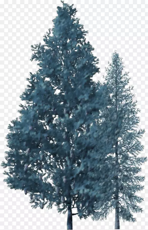 云杉圣诞树