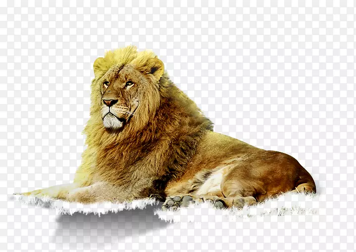 东非狮子动物谷歌图片动物园-狮子