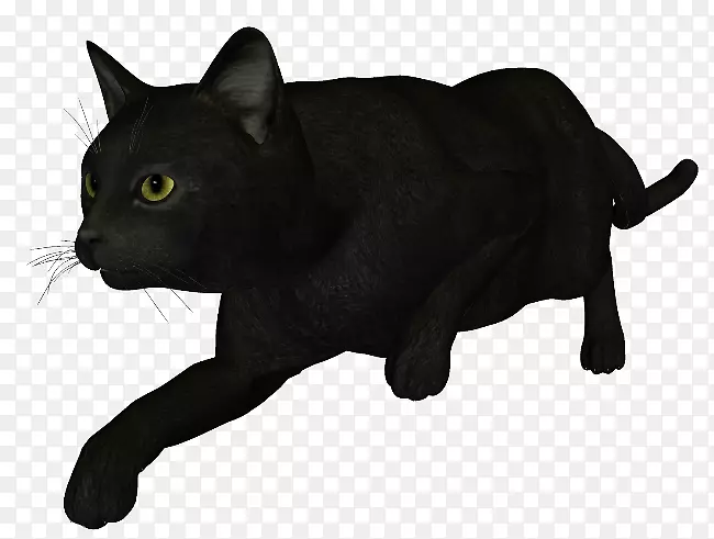 黑猫孟买猫Korat chartreux Manx猫