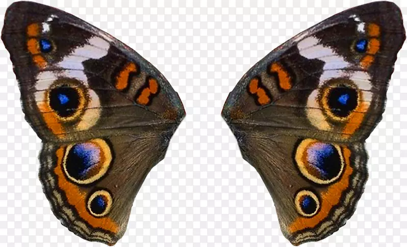 毛茸茸的蝴蝶和飞蛾昆虫翅鸟
