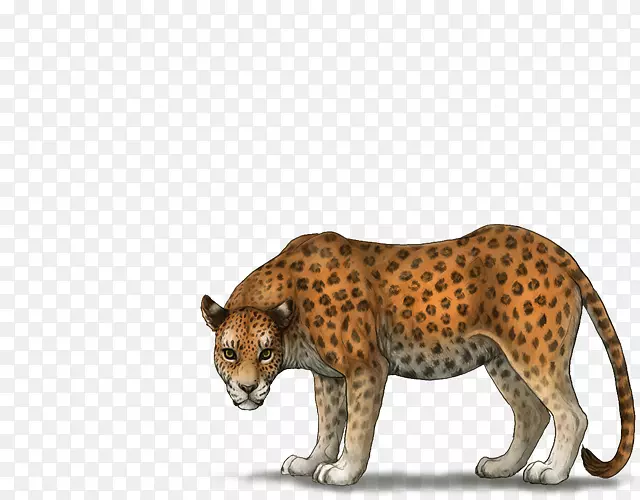 猎豹大猫陆生动物猎豹