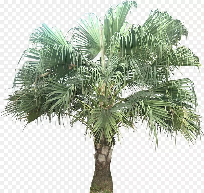 亚洲棕榈叶椰子槟榔科椰子-椰子