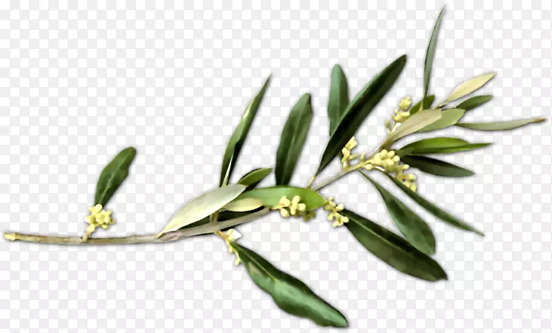 橄榄枝请愿和平象征-橄榄树