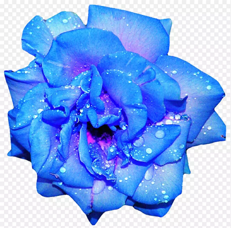 蓝玫瑰插花艺术