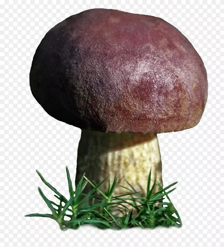 食用菌丸状药用真菌-蘑菇