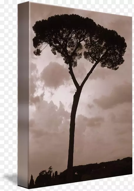 摄影天空plc-高大的树