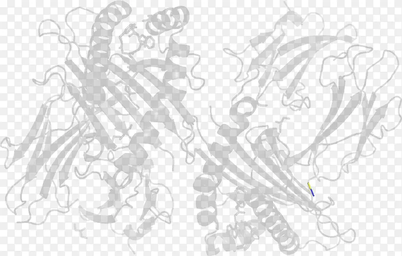 线条艺术素描.模拟肽
