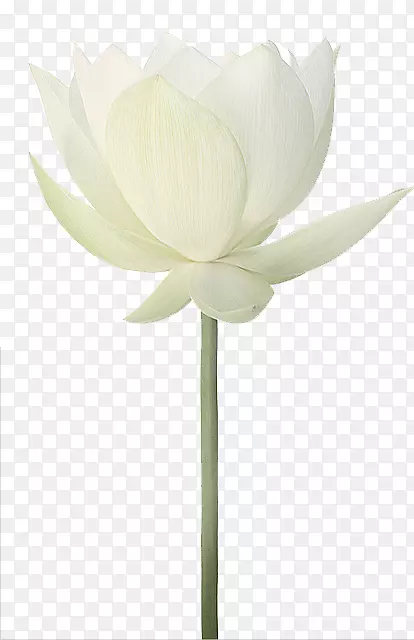 插花艺术