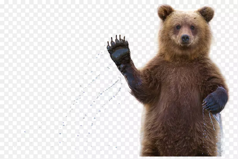 灰熊阿拉斯加半岛棕熊堪察加半岛动词Бурыйцвет-无反弹