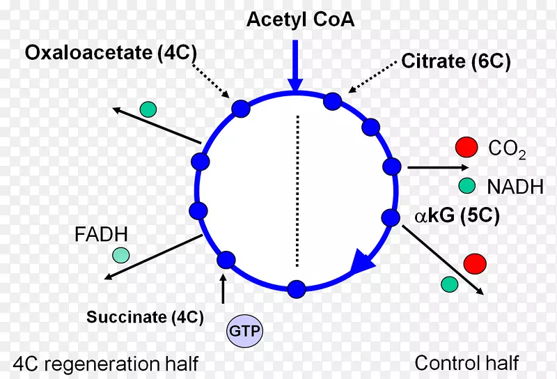 柠檬酸-穿梭生物化学脂肪酸合成柠檬酸循环-柠檬酸循环