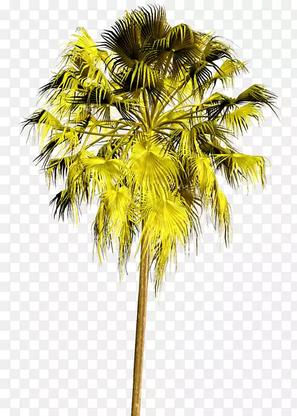 亚洲棕榈科植物剪贴画树